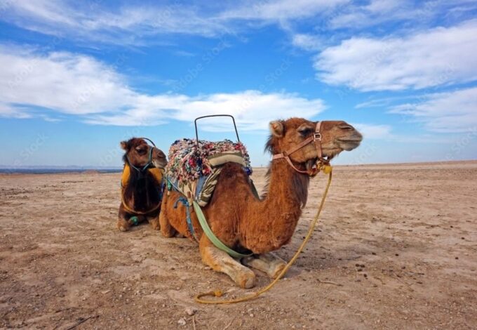 Agafay Guided Camel Riding and Dinner Under Stars - What to Bring
