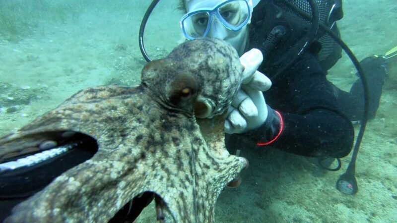 Agia Pelagia: PADI Open Water Diver International Course - Equipment, Facilities, and Extras