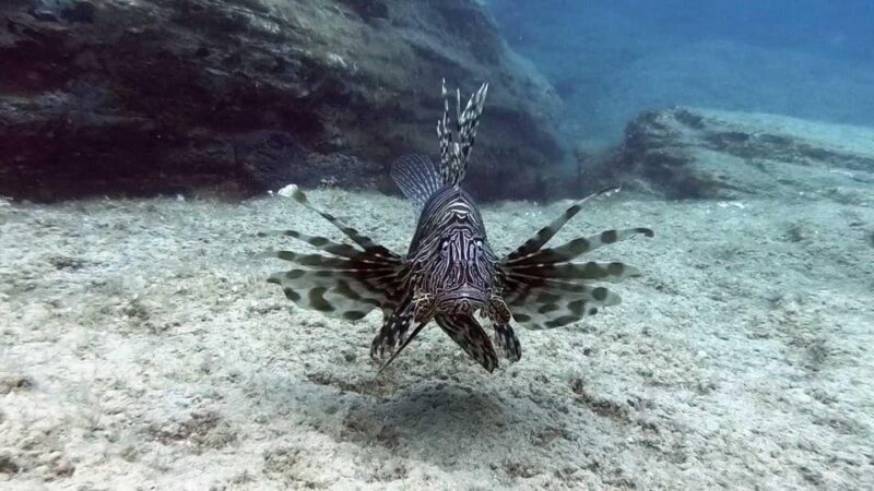 Agia Pelagia: PADI Open Water Diver International Course - Who Will Love This Course?
