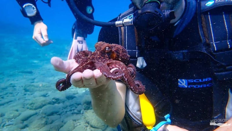 Agia Pelagia: Scuba Diving Activity for Children - What Makes This Experience Stand Out