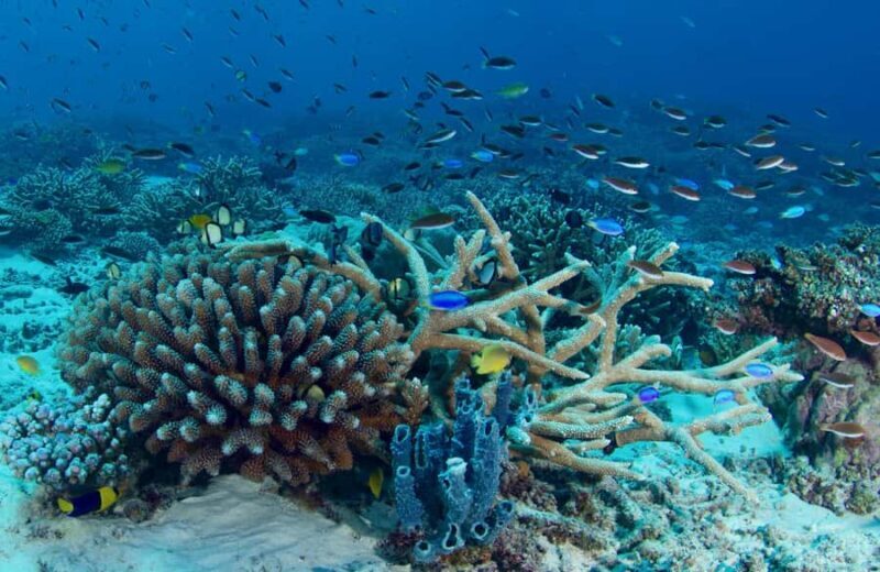 Agnes/1770: Southern Great Barrier Reef Scuba Diving Trip - Key Points