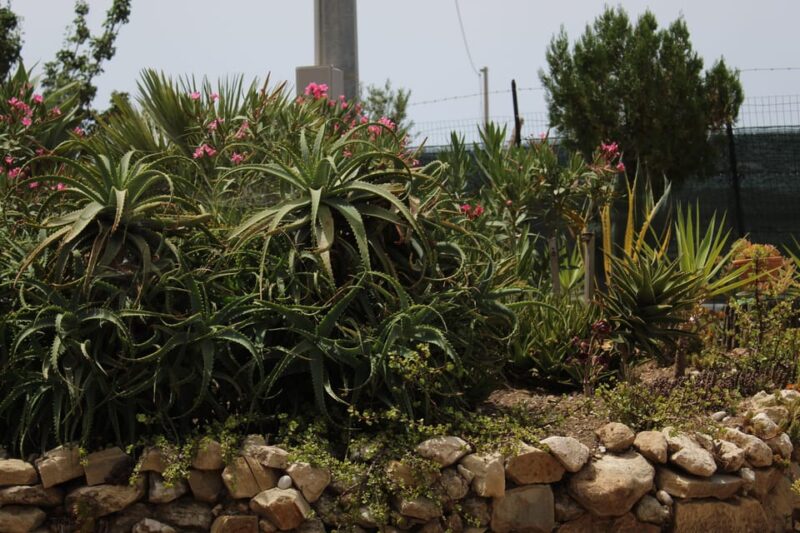 Agrigento: Wine Tasting and Walk in the Vineyards. - Highlights of the Tour