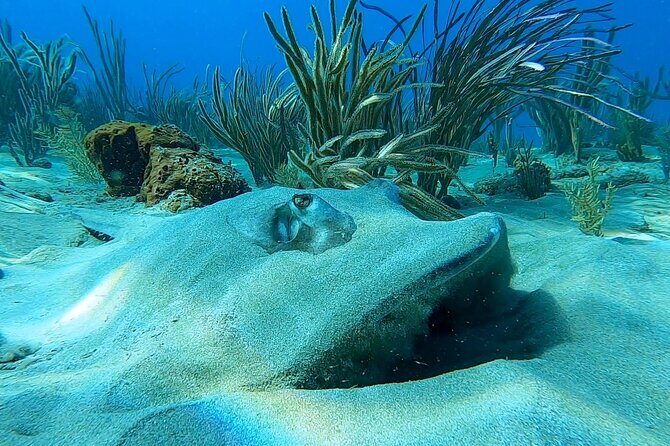 Aguadilla Tropical Snorkeling - What to Expect from Aguadilla Tropical Snorkeling  