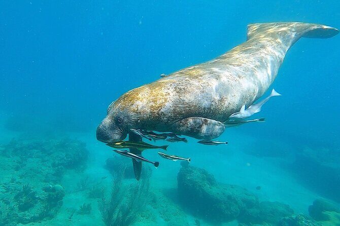 Aguadilla Tropical Snorkeling - Authentic Marine Encounters and Education  