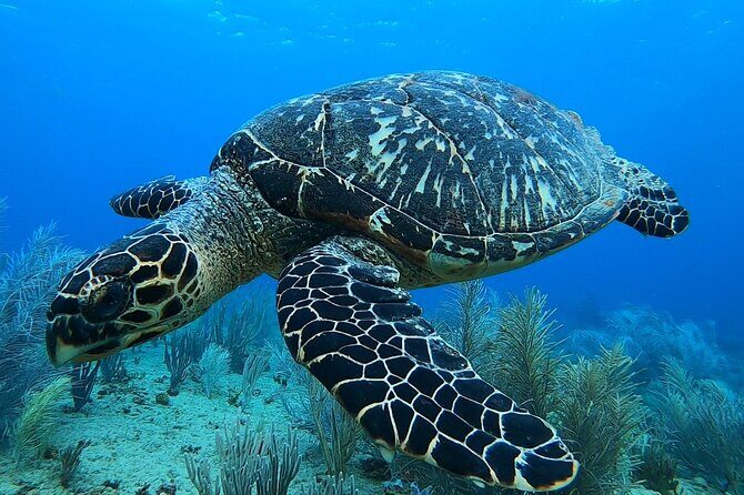 Aguadilla Tropical Snorkeling - The Sum Up  