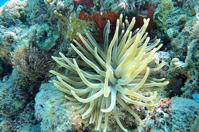 Aguadilla Tropical Snorkeling - Frequently Asked Questions  