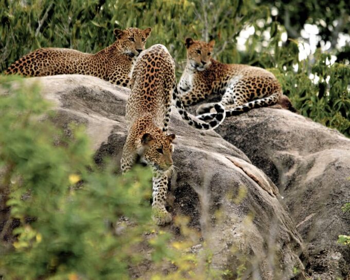 Ahangama: Yala National Park Safari With Hotel Pickup - Transportation and Departure