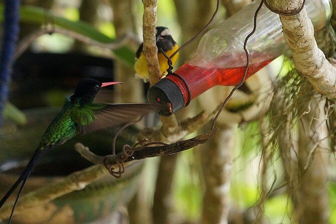 Ahhh Ras Natango Gallery and Garden Private Transfer - Who Will Love This Tour?