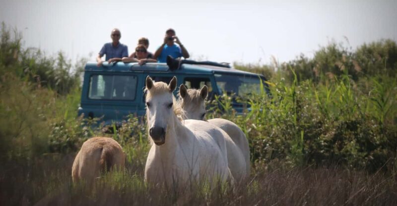 Aigues Mortes: Jeep Photo Safari in Camargue - Cultural Immersion