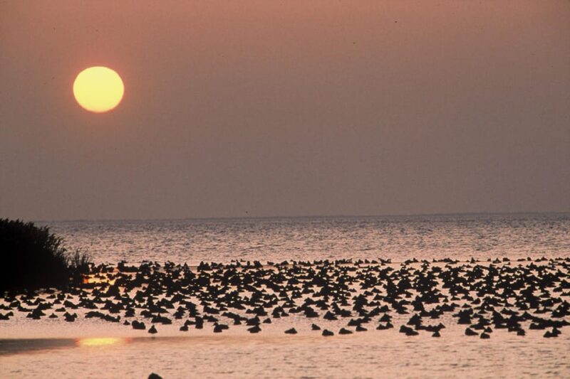 Aigues Mortes: Jeep Photo Safari in Camargue - Photography Opportunities