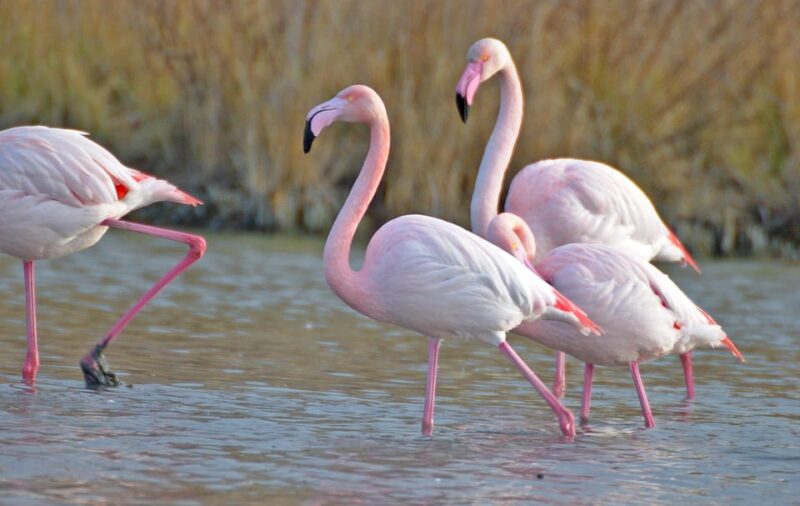 Aigues Mortes: Jeep Photo Safari in Camargue - Customer Feedback