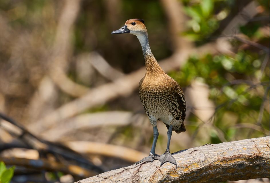 Airbnb Sabana De La Mar + Kayaking Tour Los Haitises - Key Points