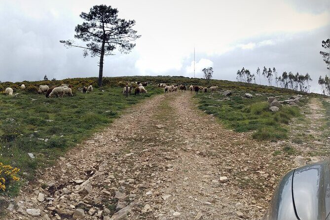 Aire & Candeeiros: Nature, Fossils and Forgotten Traditions - What the Tour Includes and What You Should Know