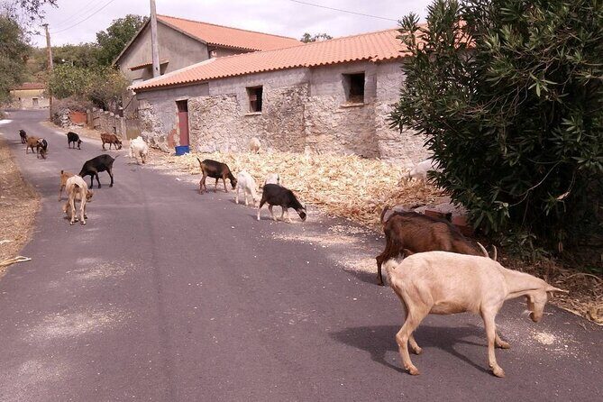 Aire & Candeeiros: Nature, Fossils and Forgotten Traditions - The Sum Up