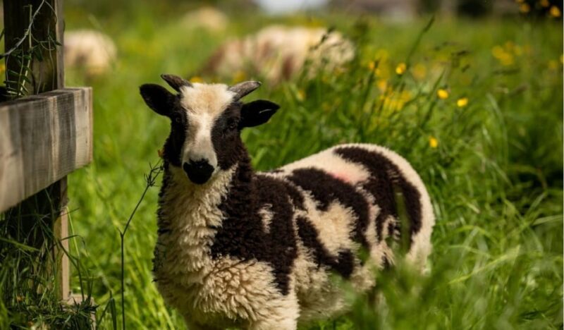 Airfield Estate: General Admission - Farm Animal Encounters