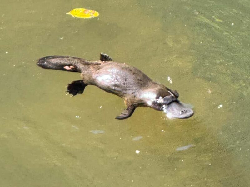 Airlie Beach: Eungella Wild Platypus Encounter - The Journey from Airlie Beach: What to Expect