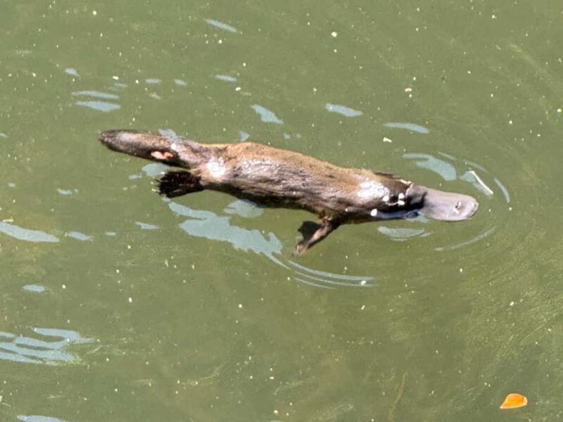 Airlie Beach: Eungella Wild Platypus Encounter - Who This Tour Is Best For