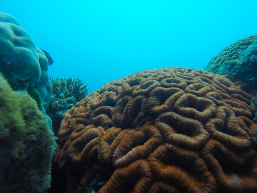 Airlie Beach: Glass-Bottom Boat Tour - Recap