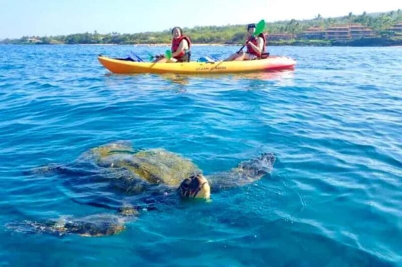 Airlie Beach: Half Day Turtle Tour Sea Kayaking Adventure - Key Points