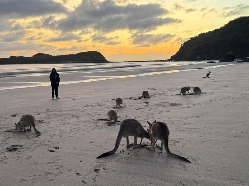 Airlie Beach: Kangaroos on the Beach at Dawn - Key Points