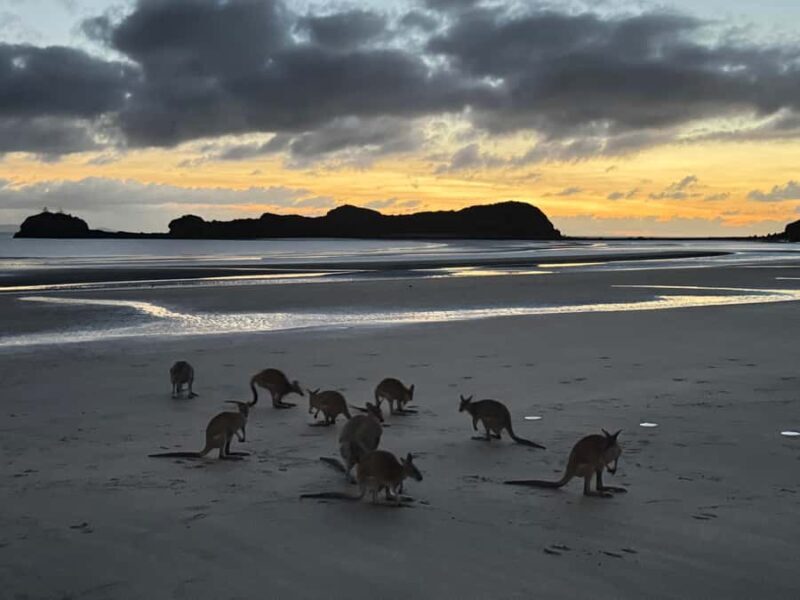 Airlie Beach: Kangaroos on the Beach at Dawn - The Experience: From Dawn to Coffee and Beyond