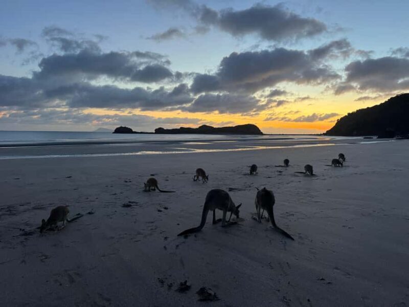Airlie Beach: Kangaroos on the Beach at Dawn - Final Thoughts: Who Should Consider This Tour?
