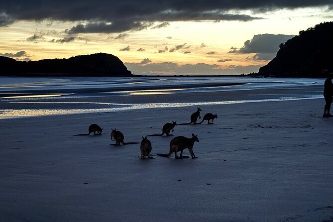 Airlie Beach: Kangaroos on the beach at dawn. - Key Points