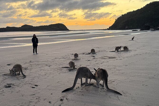 Airlie Beach: Kangaroos on the beach at dawn. - Authentic Experiences Confirmed by Travelers