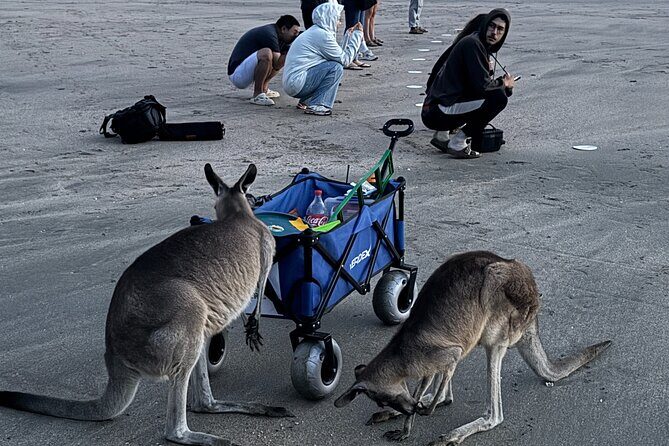 Airlie Beach: Kangaroos on the beach at dawn. - FAQ