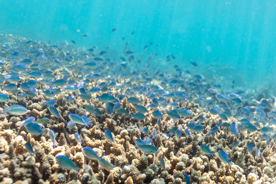 Airlie Beach: Outer Barrier Reef Snorkeling Day Trip - Important Items to Bring