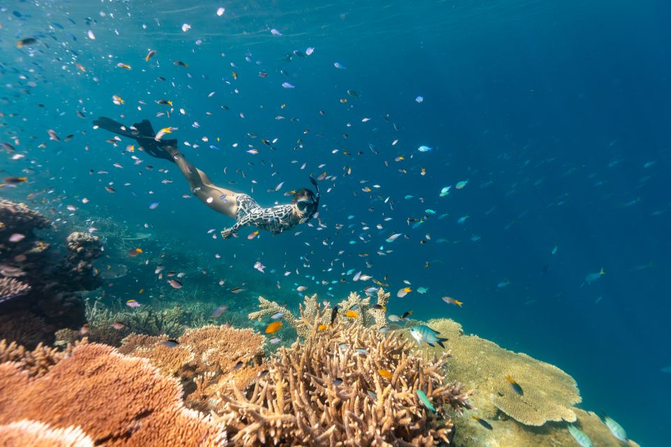 Airlie Beach: Outer Barrier Reef Snorkeling Day Trip - Recap