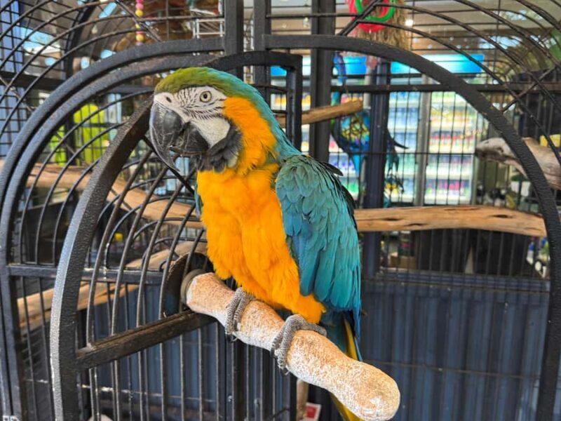 Airlie Beach: Sightseeing Bus Tour - Key Points