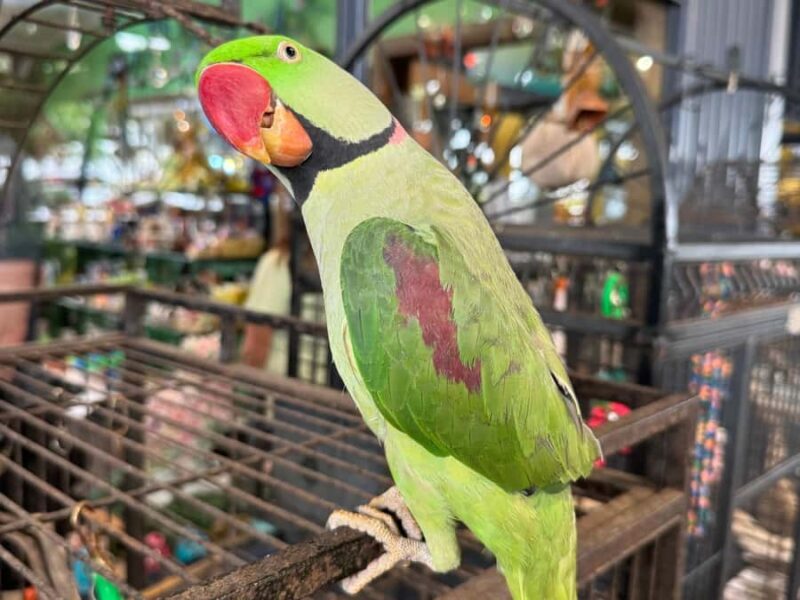 Airlie Beach: Sightseeing Bus Tour - Conway Beach: Quiet Coastal Charm