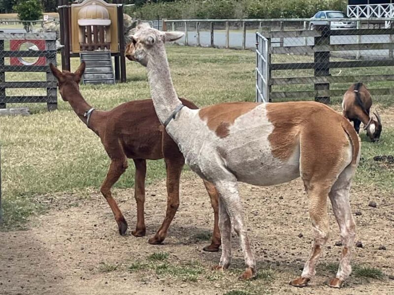 Airlie Beach: Sightseeing Bus Tour - Scenic Lookouts and Final Stops