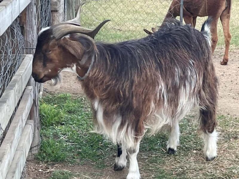 Airlie Beach: Sightseeing Bus Tour - Practical Details and Considerations