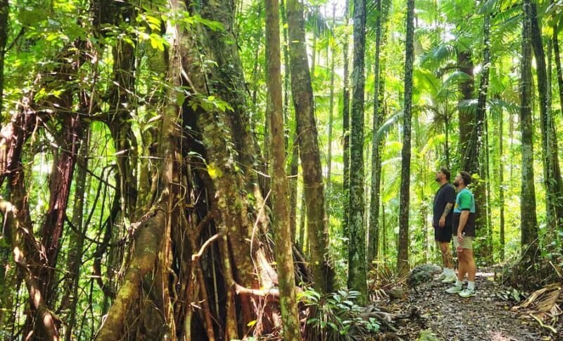 Airlie Beach: Waterfall & Rainforest Bushwalk Eco Adventure - The Experience’s Strengths and Slight Weaknesses