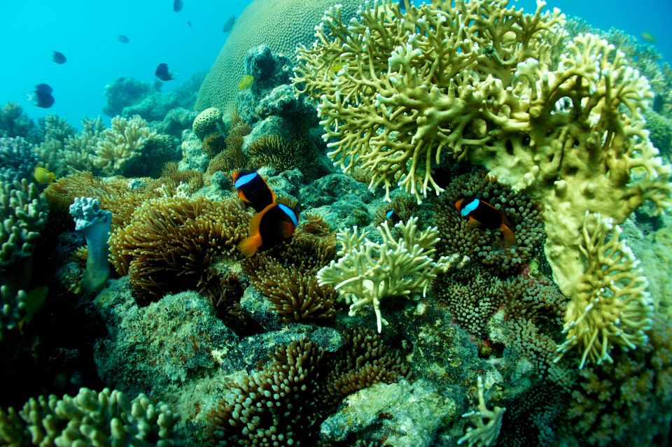 Airlie Beach: Whitsunday Island Sail, SUP & Snorkel Day Tour - Itinerary Highlights