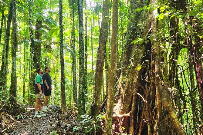 Airlie Waterfalls & Rainforest Bushwalk Eco Adventure - Who Will Love This Tour?  