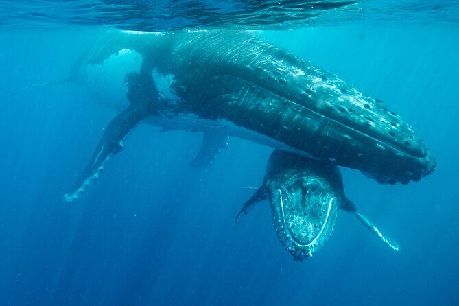 Airport Transfers from Fua'amotu International and Domestic Airport - Authentic Touches and Customer Feedback