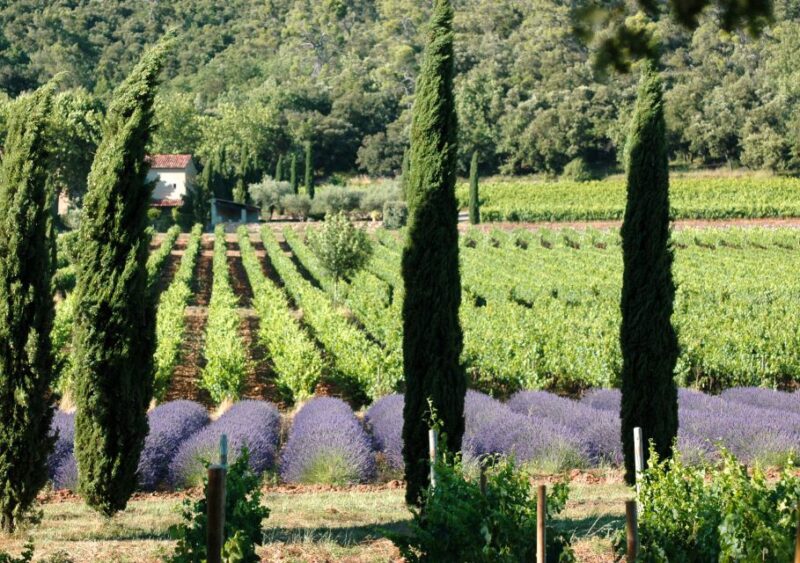 Aix En Provence and Wine Tasting Private Full Day Tour - Cultural and Culinary Exploration