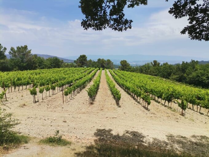 Aix En Provence: Discovery of Prestigeous Wineries and Art - Exploring the Vineyards and Wine Tasting at Château La Gaude