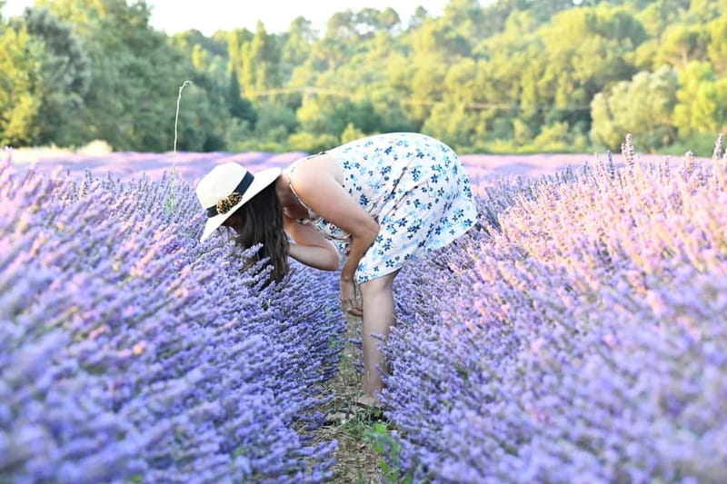 Aix en Provence: Lavender Fields & LOccitane Factory - Key Points  