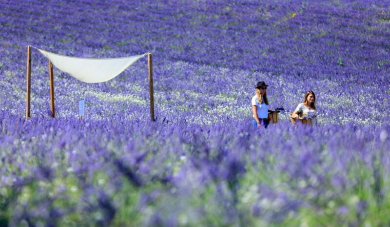 Aix-en-Provence: Lavender Fields Visit - Visit Details