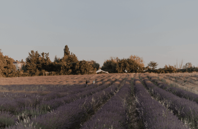 Aix-en-Provence: Lavender Fields Visit - Ask Away