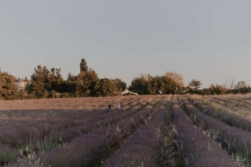 Aix-en-Provence: Visit to a lavender field + snacks - Why This Tour Offers Good Value