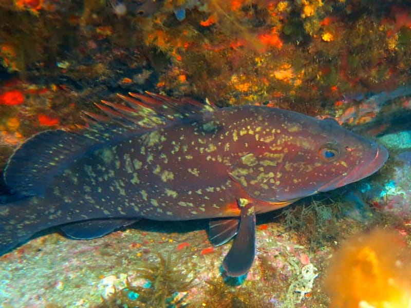 Ajaccio: Beginner's Scuba Dive with Experienced Instructor - Key Points