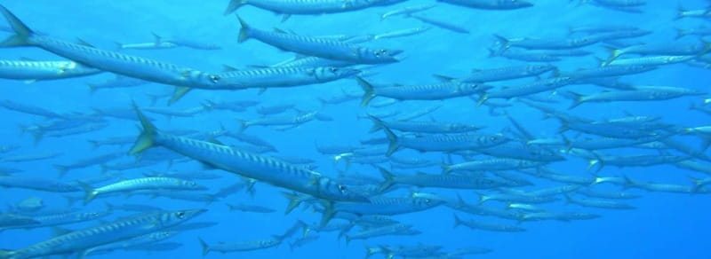 Ajaccio: Beginner's Scuba Dive with Experienced Instructor - Practical Details: What You Need to Know