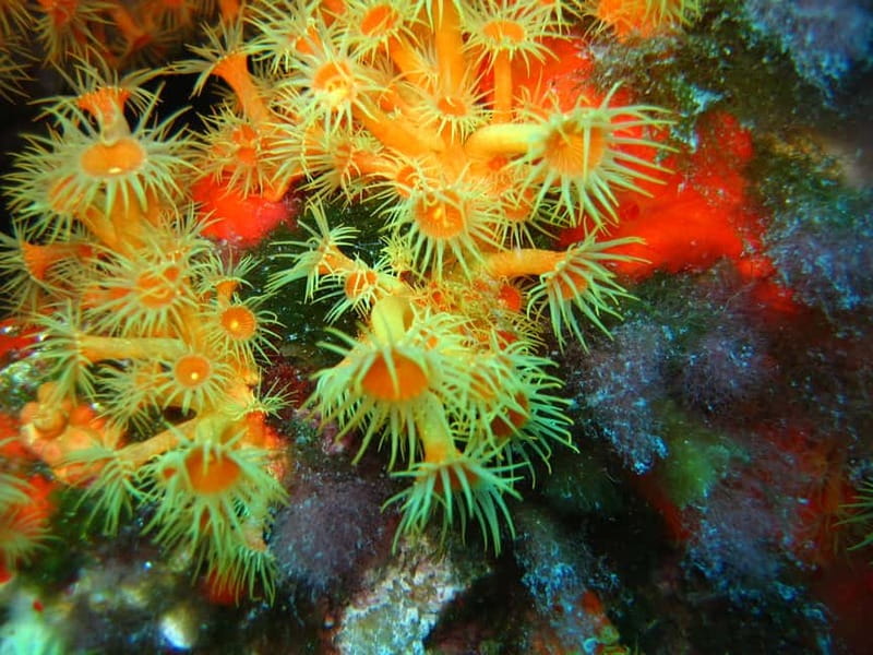 Ajaccio: Beginner's Scuba Dive with Experienced Instructor - Authentic Traveler Perspectives