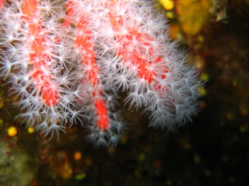 Ajaccio: Beginner's Scuba Dive with Experienced Instructor - The Sum Up: Is It Worth It?