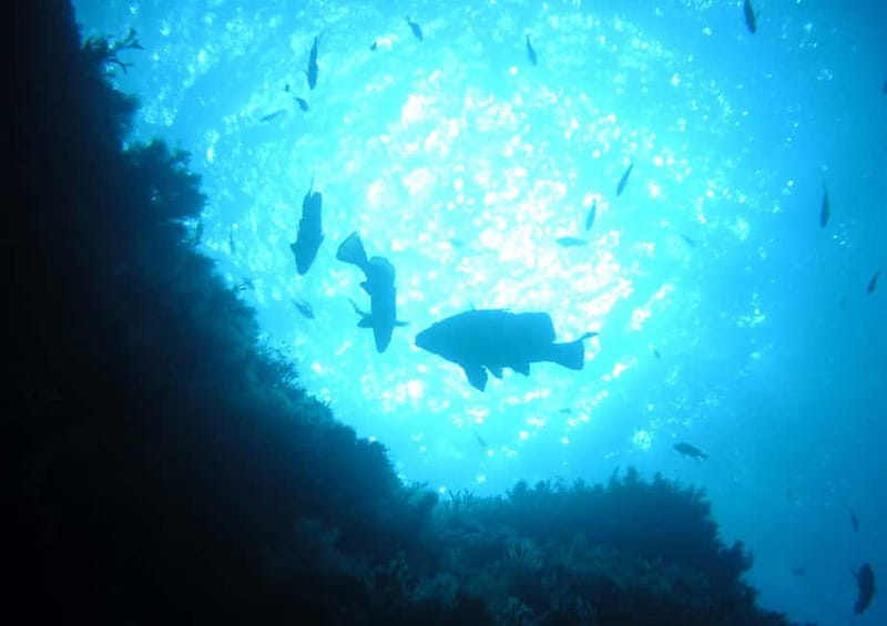 Ajaccio: Beginner's Scuba Dive with Experienced Instructor - FAQ
